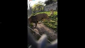 成人斗荫视频在线观看,揭秘激情四溢的竞技世界