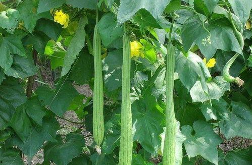 丝瓜草莓视频成人安卓,探索激情与浪漫的视觉盛宴