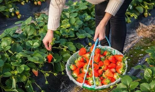 丝瓜草莓视频成人安卓,探索激情与浪漫的视觉盛宴