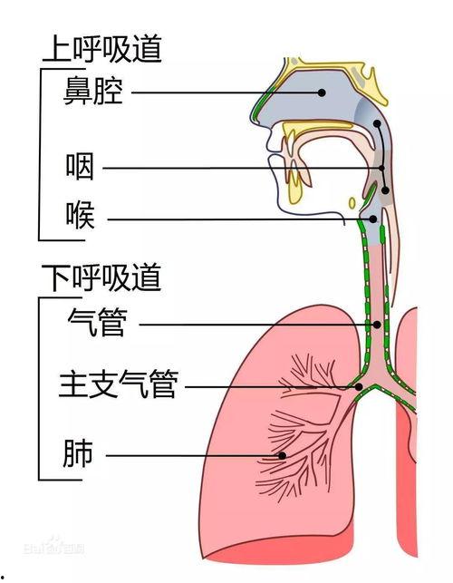 成人冲洗鼻腔 原理图视频,轻松掌握鼻腔清洁技巧
