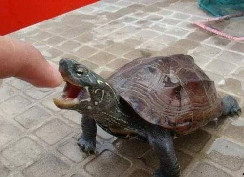 乌龟修炼成人秘密视频,一段跨越时空的蜕变之旅