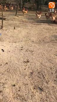 成人散养鸡视频大全,视频大全中的自然养殖奥秘