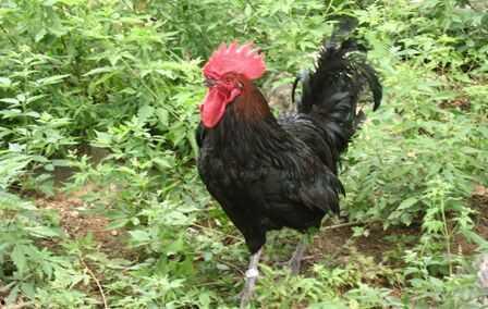 成人散养鸡视频大全,视频大全中的自然养殖奥秘