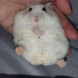 成人玩仓鼠视频大全,成人玩仓鼠视频大全精选集锦