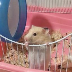 成人玩仓鼠视频大全,成人玩仓鼠视频大全精选集锦